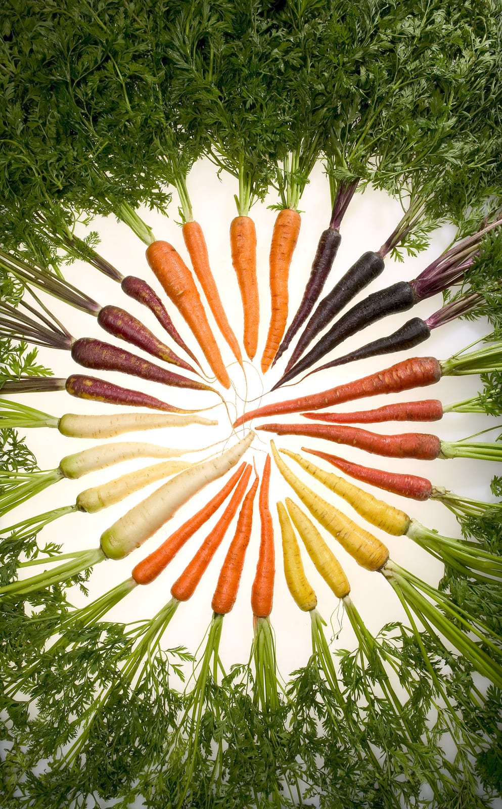 Carottes de plusieurs couleurs disposées en éventail