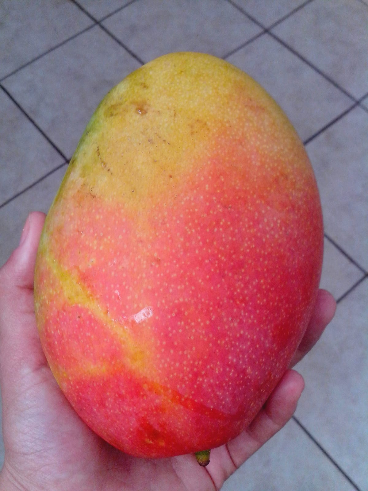 Mangue mûre tenue dans la main