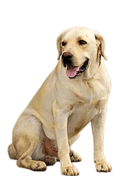Chien
