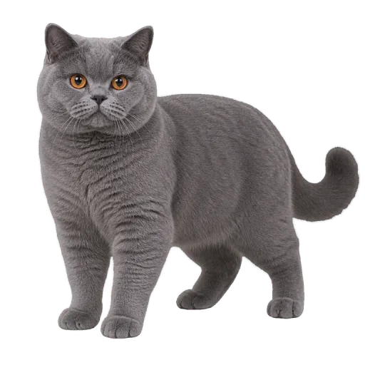 Illustration de la race British Shorthair (alimentation chat)
