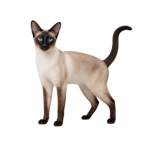 Illustration de la race Siamois (alimentation chat)