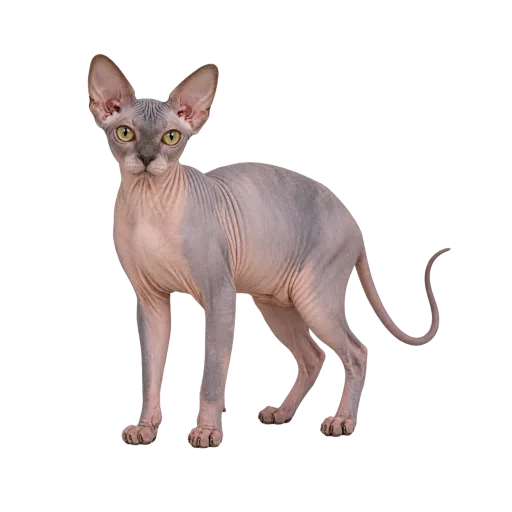 Illustration de la race Sphynx (alimentation chat)