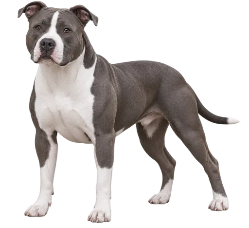 Illustration de la race American Staffordshire Terrier (alimentation chien)
