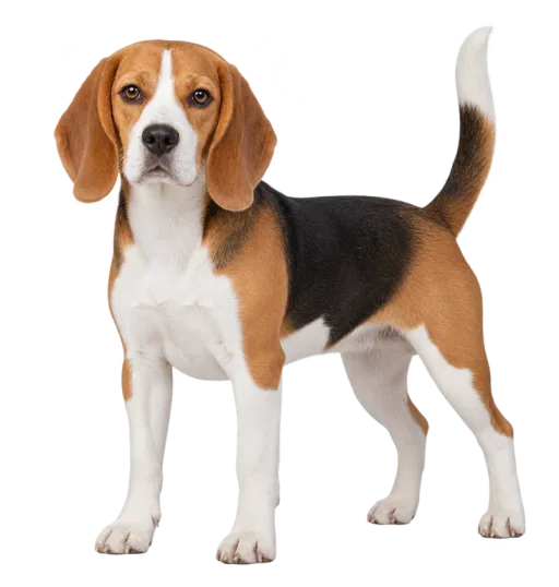 Illustration de la race Beagle (alimentation chien)