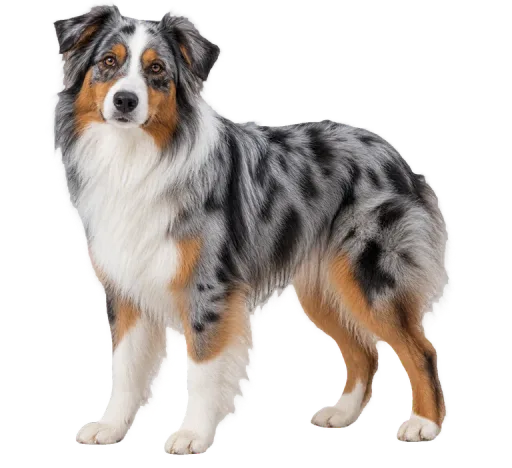 Illustration de la race Berger Australien (alimentation chien)