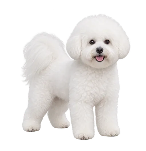 Illustration de la race Bichon Frisé (alimentation chien)