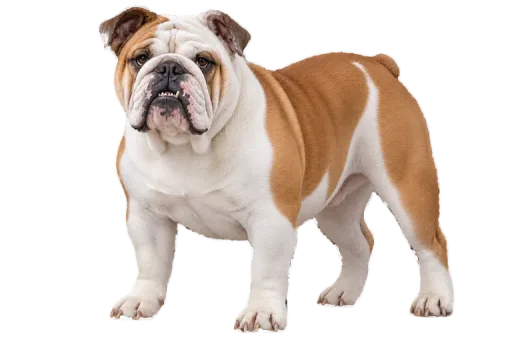 Illustration de la race Bouledogue Anglais (alimentation chien)