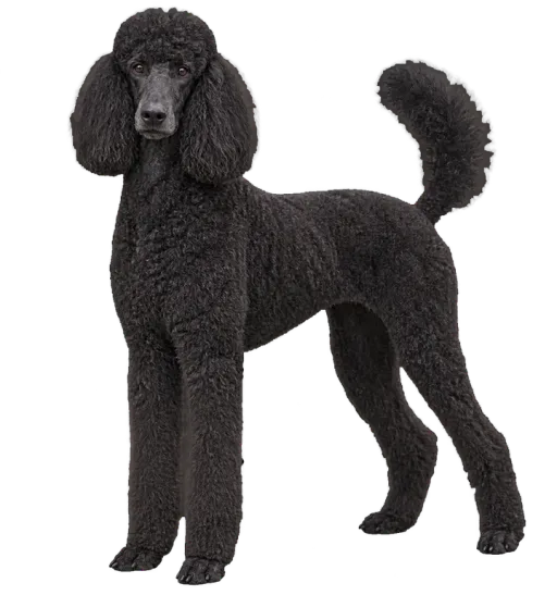 Illustration de la race Caniche Royal (Grand) (alimentation chien)