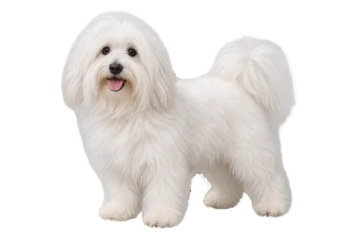 Illustration de la race Coton de Tuléar (alimentation chien)