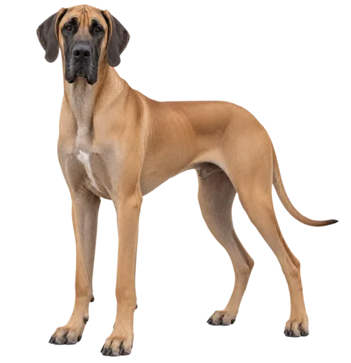 Illustration de la race Dogue Allemand (alimentation chien)