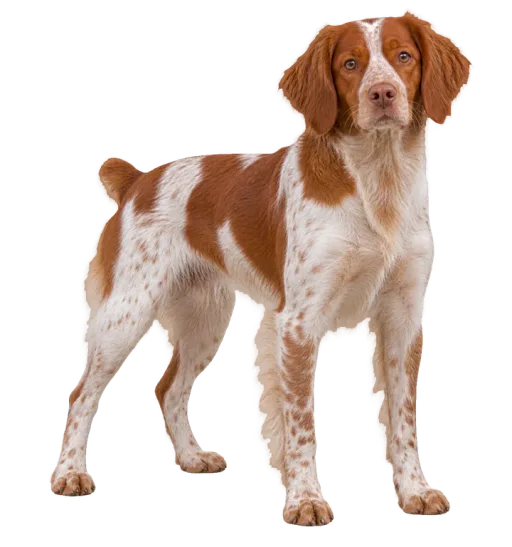 Illustration de la race Épagneul Breton (alimentation chien)