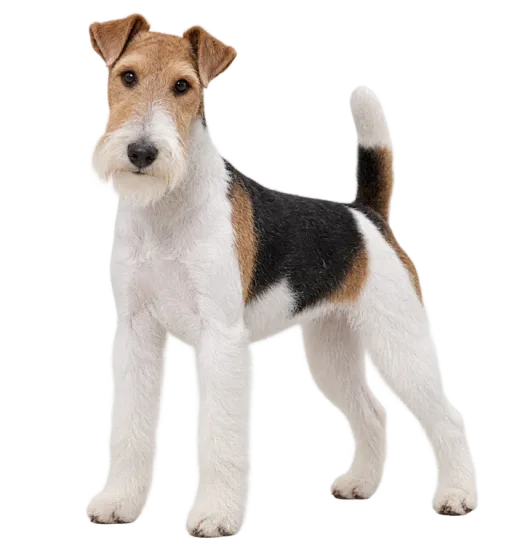 Illustration de la race Fox Terrier (alimentation chien)
