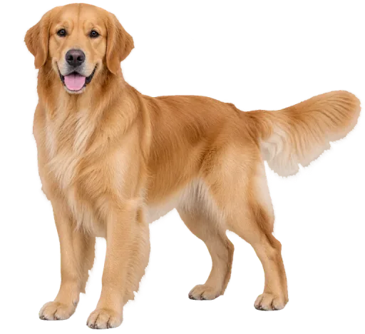 Illustration de la race Golden Retriever (alimentation chien)