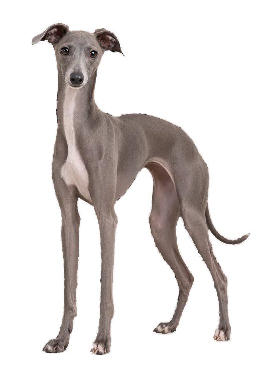 Illustration de la race Lévrier Italien (Petit Lévrier) (alimentation chien)