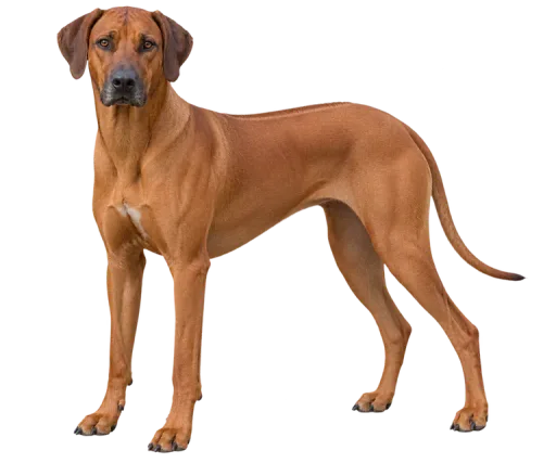 Illustration de la race Ridgeback Rhodésien (alimentation chien)