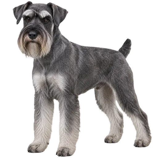 Illustration de la race Schnauzer Moyen (alimentation chien)