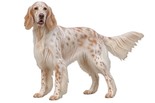 Illustration de la race Setter Anglais (alimentation chien)
