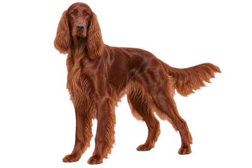Illustration de la race Setter Irlandais (alimentation chien)