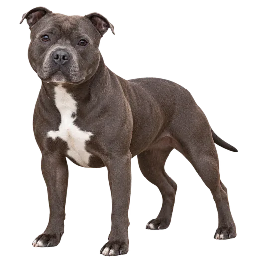 Illustration de la race Staffordshire Bull Terrier (alimentation chien)