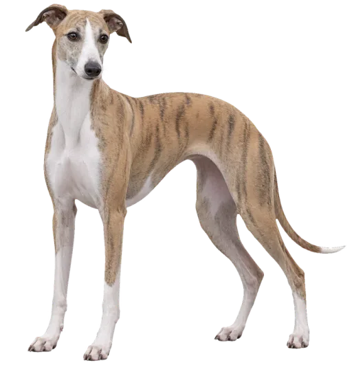 Illustration de la race Whippet (alimentation chien)