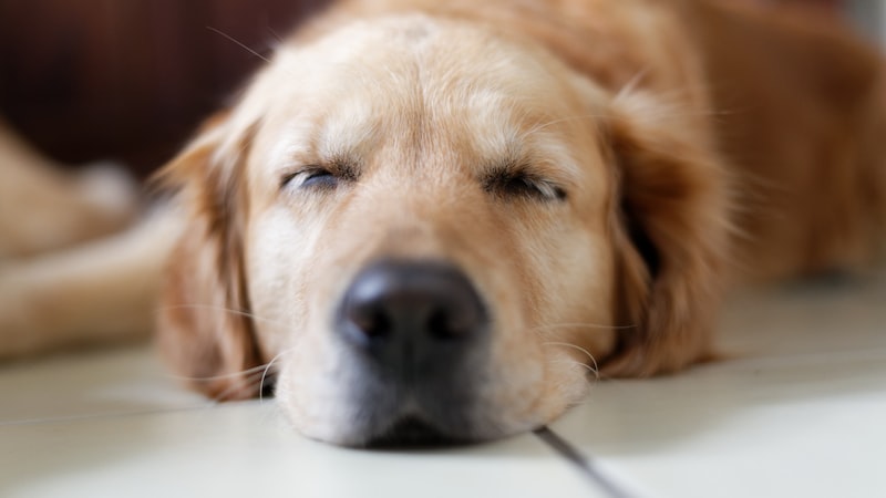 Quelle alimentation pour un chien stérilisé ?