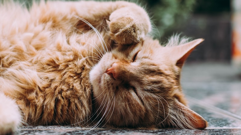 Chat stérilisé : prévenir le surpoids