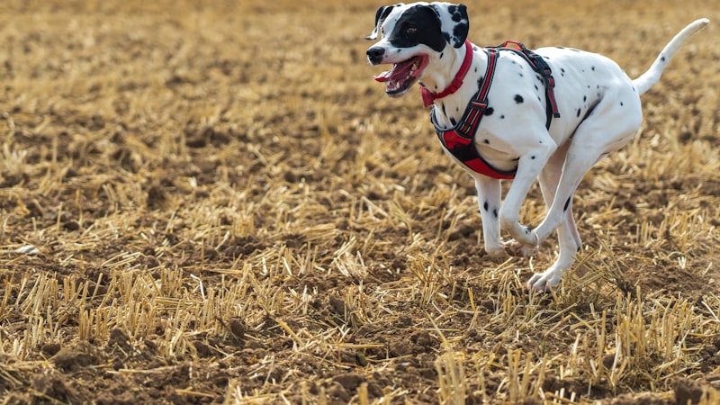 Nourrir un chien de chasse en pleine saison