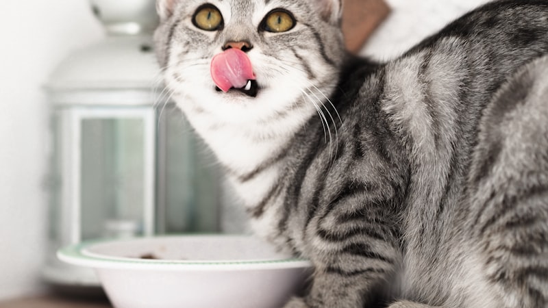 Réussir la transition alimentaire de son chat